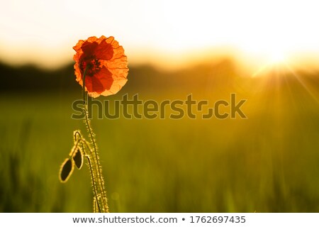 Sunrise On The Meadow Photo stock © StudioFI