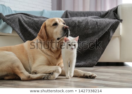 Foto stock: Happy Couple With Pet Cat On Floor