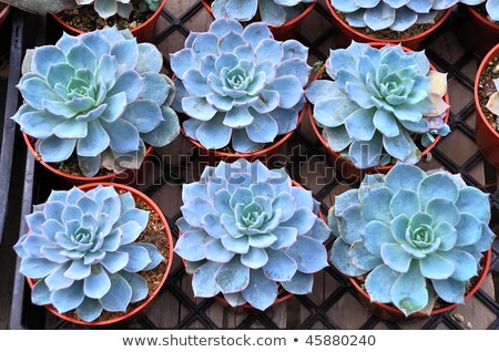 Foto stock: Cheveria · Runyonii · Rose · V · Macabeana