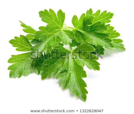 Stok fotoğraf: Fresh Parsley Leaves