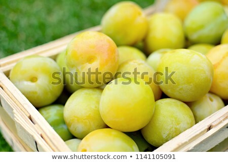 Picked Greengage Or Plums In The Basket Сток-фото © Hamik