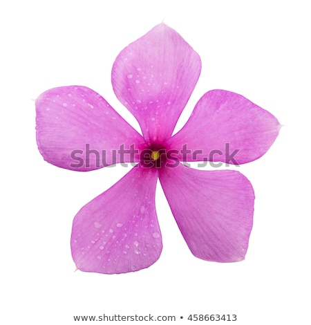 Stock fotó: Periwinkle Isolated On White