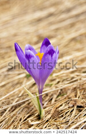 Lonely Crocus On A Wet Spring Meadow [[stock_photo]] © pixelman