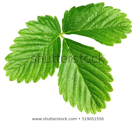 Stock photo: Fresh Strawberry With Leaves