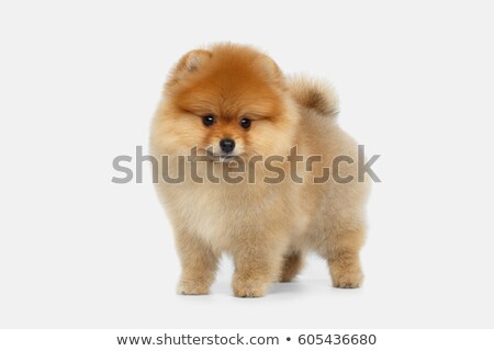 Stock photo: Pomeranian Spitz In Studio