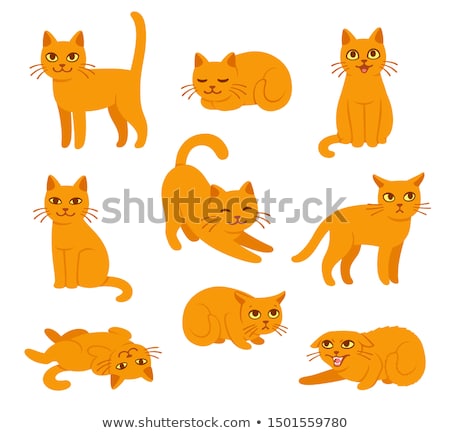 Zdjęcia stock: Cat And Kitty