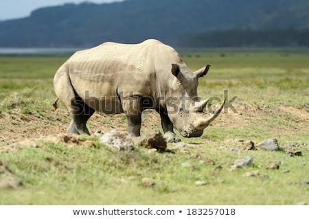 Stock photo: Big Male White Rhino Standing In The Grass