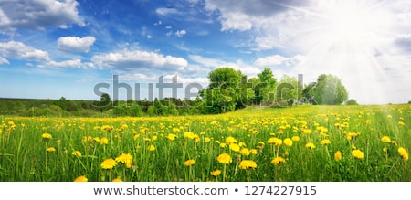 Stock photo: Flower Meadow With Grass And Cloud