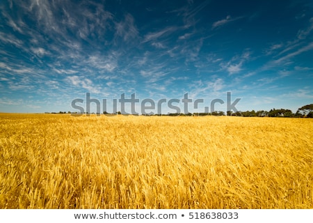 Foto d'archivio: Ampo · Di · Grano · E · Cielo · Blu · Perfetto