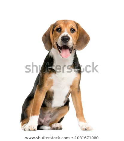 Zdjęcia stock: Beagle Dog