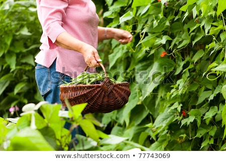 Woman Harvesting Beans In Her Garden Stockfoto © Kzenon