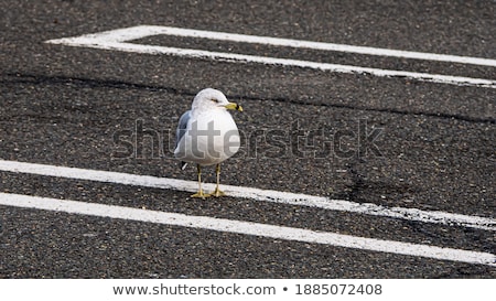Foto stock: Seagull Walks Along A Parking Lot