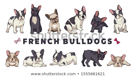 Stock foto: French Dog