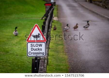 Stock photo: Duck Crossing Sign