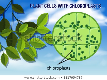 Foto stock: Chloroplast In Plant