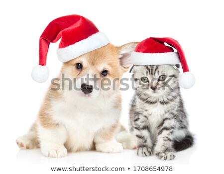 Stock fotó: Funny Kitten Near Santa Hat