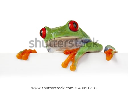 Green Frog In Concepts Zdjęcia stock © BrunoWeltmann