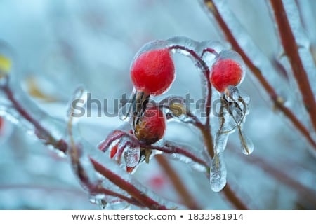 Foto stock: Red Rose Hip With Ice In Winter