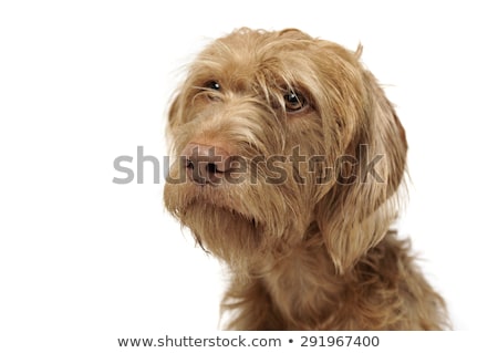 商業照片: Wired Hair Hungarian Vizsla Portrait In A White Photo Studio