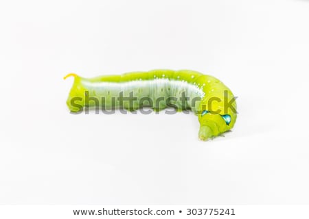 Foto stock: Green Caterpillar Crawling On White Background