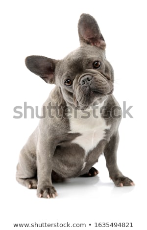 Stock photo: Studio Shot Of An Adorable French Bulldog