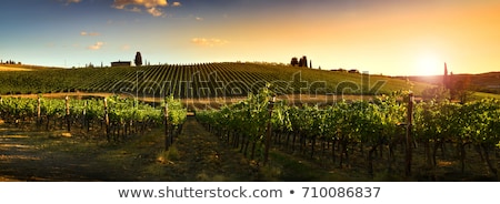 Stock photo: Tuscany Vineyard