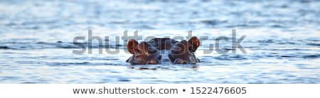 Stock photo: Hippopotamus