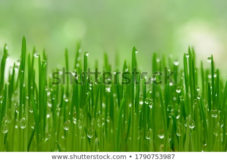 Stok fotoğraf: Young Grass