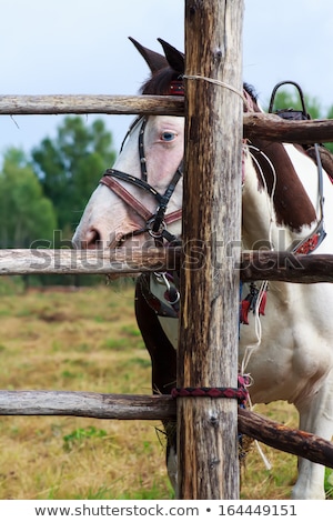 [[stock_photo]]: Horse Tied To A Fence