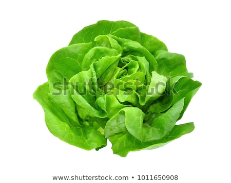 Stock fotó: Butterhead Lettuce