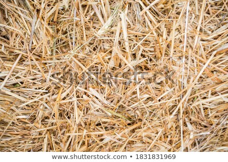 Stok fotoğraf: Haystack After Harvest Structure Background