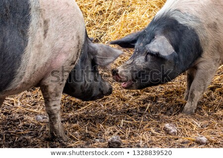 Stok fotoğraf: Two Pigs Making Contact