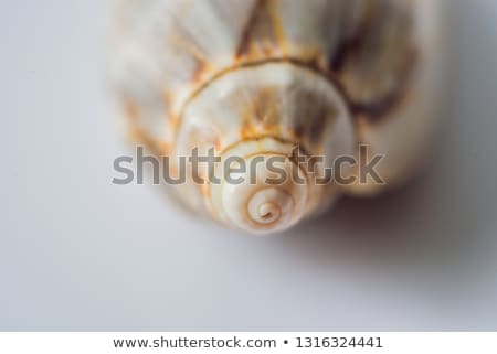 ストックフォト: Background Of A Seashell Surface Extreme Macro Image Vertical Format For Instagram Mobile Story Or S