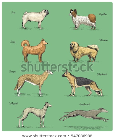 Stock foto: Borzoi Dog Breed Cartoon Retro Drawing