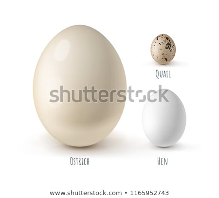 [[stock_photo]]: Ostrich Egg