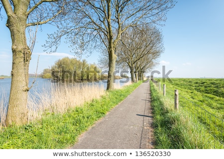 Foto d'archivio: Row Trees And Bike Path