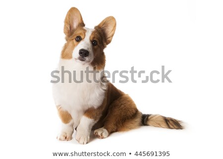 Сток-фото: Welsh Corgi Cardigan