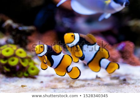 Foto stock: Percula Clown