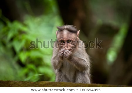 商業照片: Small Monkey Eating Food In Bamboo Forest South India