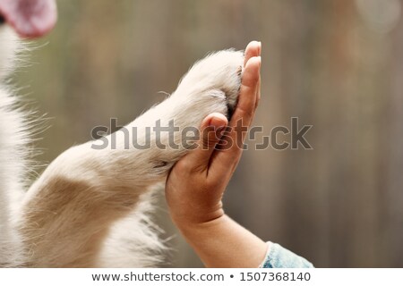 Foto stock: Dog And Owner Handshaking