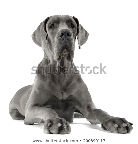 Foto stock: Great Dane Lying In The White Studio Floor