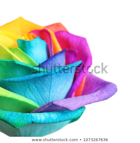 Stock photo: Bright Colorful Roses