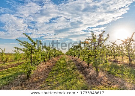 [[stock_photo]]: Peach Immature Fruit On The Branch