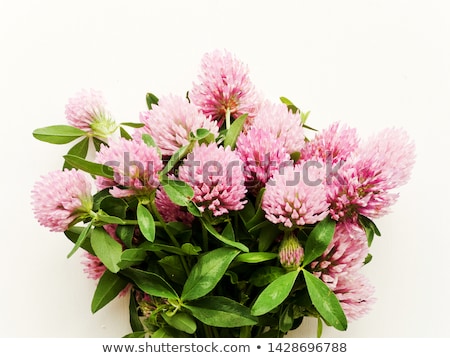 Foto stock: Horse Clower Flowers