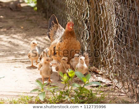 Imagine de stoc: Adult Hen And Her Newly Hatched Chickens