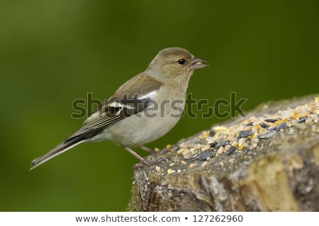 Сток-фото: Female Common Chaffinch