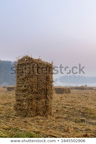 Stok fotoğraf: Wheat Field After Harvest