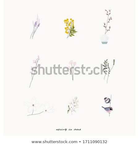 Сток-фото: Cute Pink Bird On A Branch With Magnolia Flowers Vector Waterco