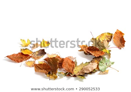 Scattered Fall Maple Leaves On White Background ストックフォト © Lizard