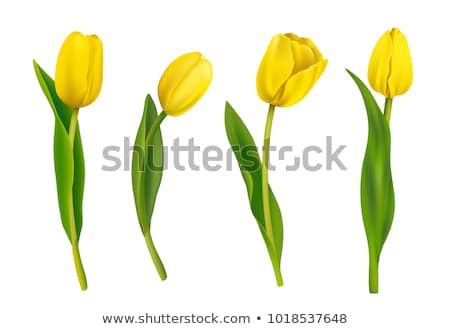 Foto d'archivio: Yellow Tulips
